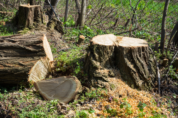 SSR VINA – International Wood Products Supplier in Vietnam